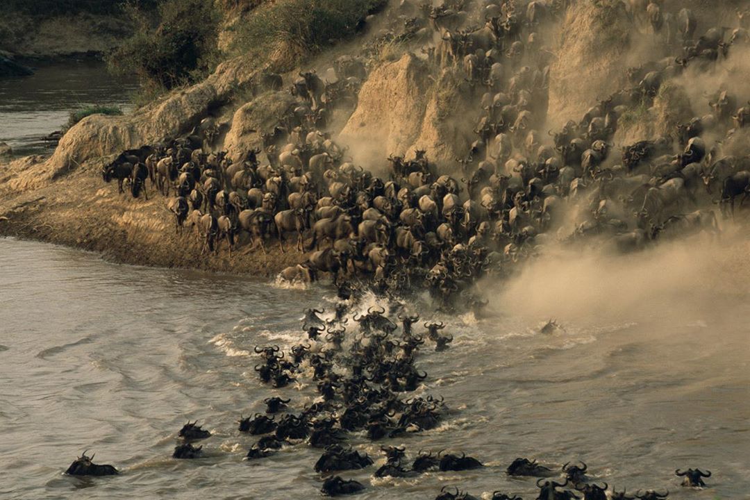 kenyapics's tweet photo. It's migration time in the world famous Maasai Mara National Reserve! Photos by James Warwick https://t.co/9j3Vybf2BK
