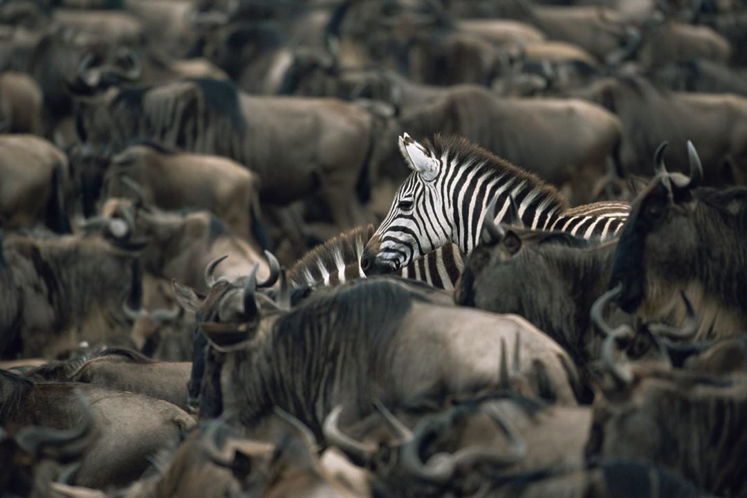 kenyapics's tweet photo. It's migration time in the world famous Maasai Mara National Reserve! Photos by James Warwick https://t.co/9j3Vybf2BK