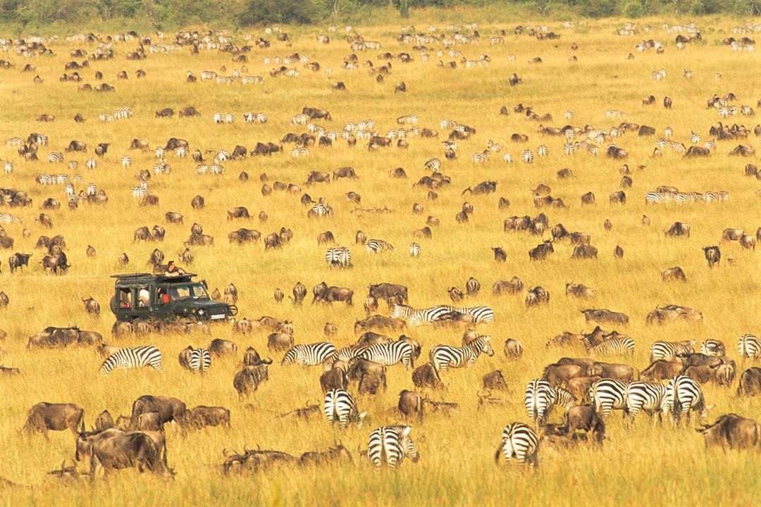 kenyapics's tweet photo. It's migration time in the world famous Maasai Mara National Reserve! Photos by James Warwick https://t.co/9j3Vybf2BK