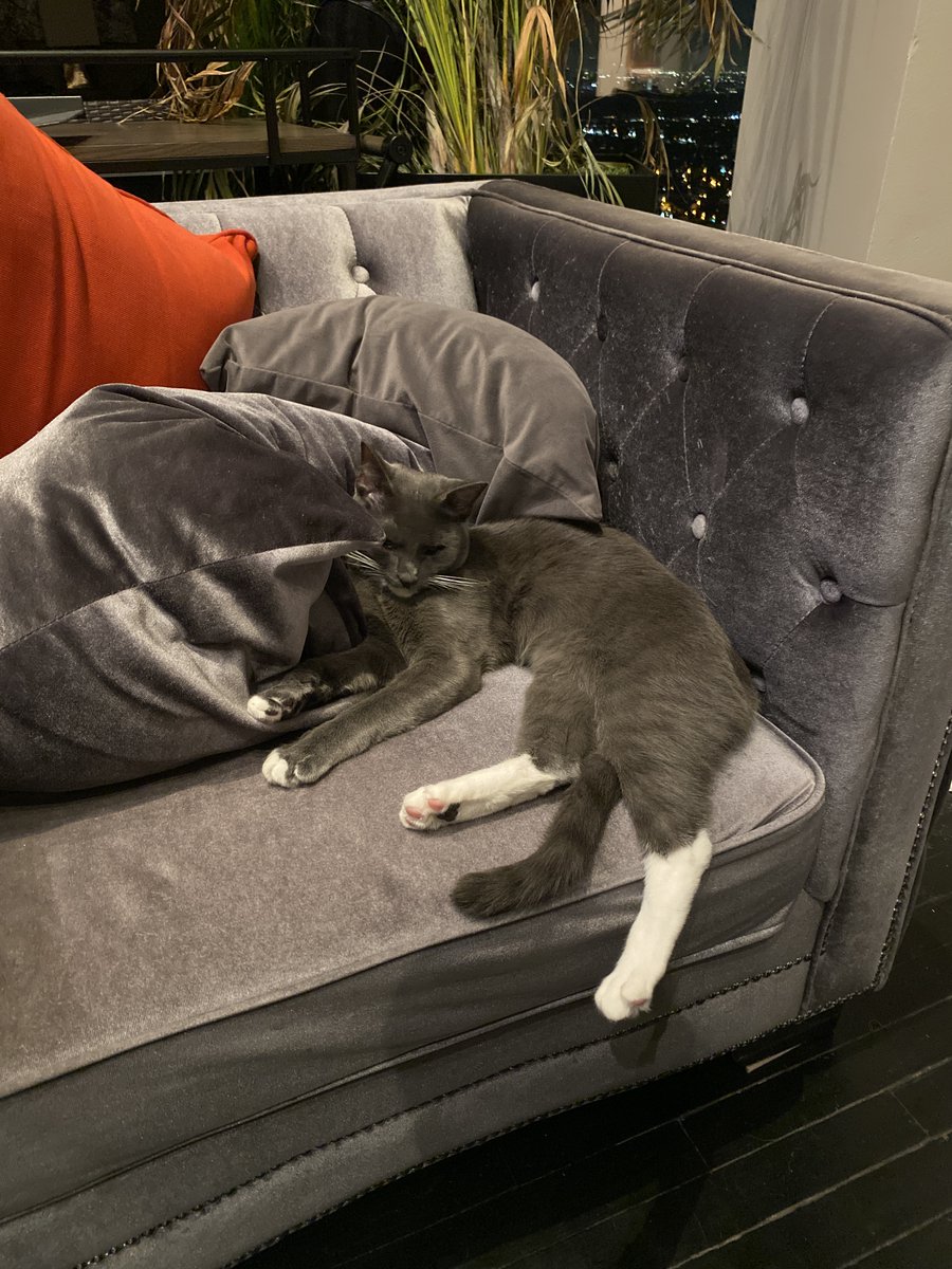 ryanhughestv's tweet photo. My Kitten Ron has gone missing as of tonight in West Hollywood Hills.

He's 7 months old, spayed, full grey coat with white paws and a white tuxedo on his chest. He also has a small white patch on his right shoulder blade

PLEASE HELP ME FIND HIM. 😭😢
My DMS are open.

Please RT https://t.co/r3xYFE2mLG