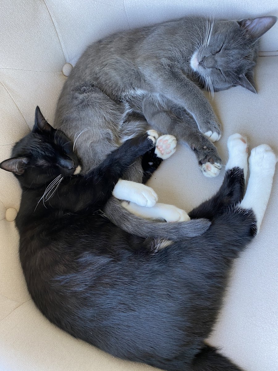 ryanhughestv's tweet photo. My Kitten Ron has gone missing as of tonight in West Hollywood Hills.

He's 7 months old, spayed, full grey coat with white paws and a white tuxedo on his chest. He also has a small white patch on his right shoulder blade

PLEASE HELP ME FIND HIM. 😭😢
My DMS are open.

Please RT https://t.co/r3xYFE2mLG