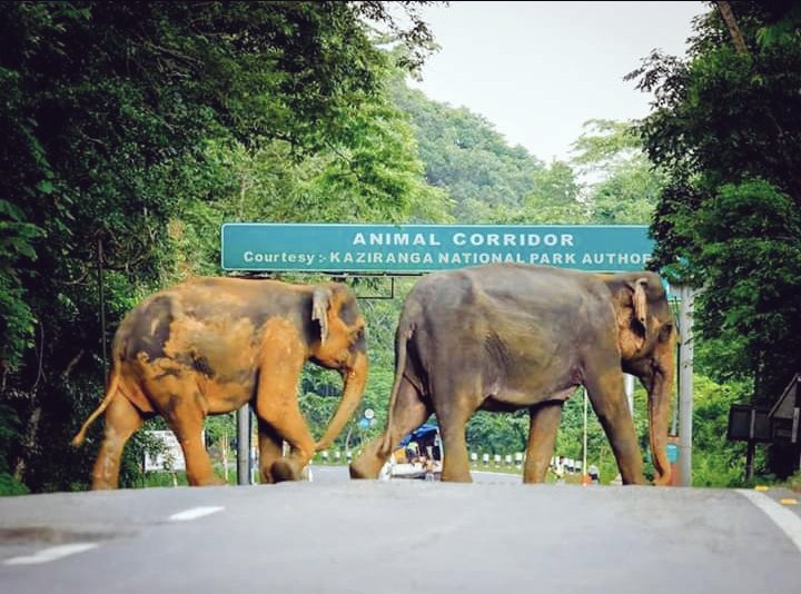 BeingLawman's tweet photo. Nearly 1.5 million people are affected in #Assam ...
Atleast 66 animals are dead and 170 more have been displaced...
95% of #Kaziranga under water...
#AssamNeedsHelp #AssamFloods #FloodSituationInAssam #PrayForAssam @PMOIndia @narendramodi @HMOIndia @AmitShah  @CMOfficeAssam https://t.co/eP0zozVmbr