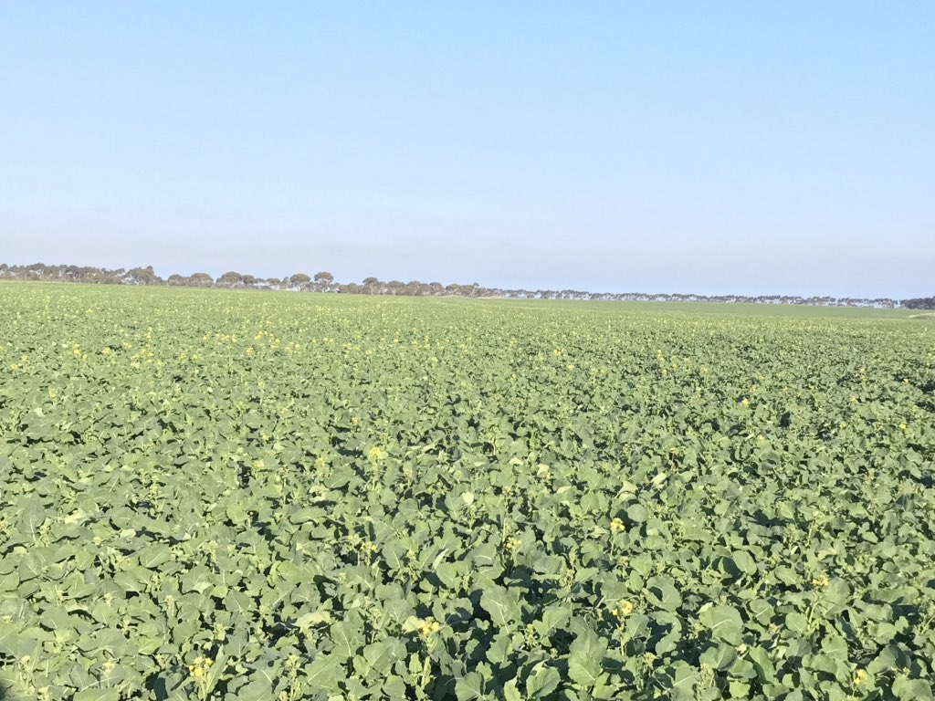 A bit early for flowers on y93CL for my liking but then again it was out the ground 17th April. That’s about a month earlier than last year...