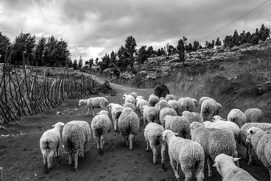 RetinaCreativa's tweet photo. Paisaje Andino
#Ecuador #DanColor #RetinaCreativa #photo #Nikon #landscape #photography #travel #viajar #500pxrtg #visitEcuador #ViajaPrimeroEcuador #allyouneedisecuador #Colors #EveryDay #SouthAmerica #Andes https://t.co/nao8a4qGyN