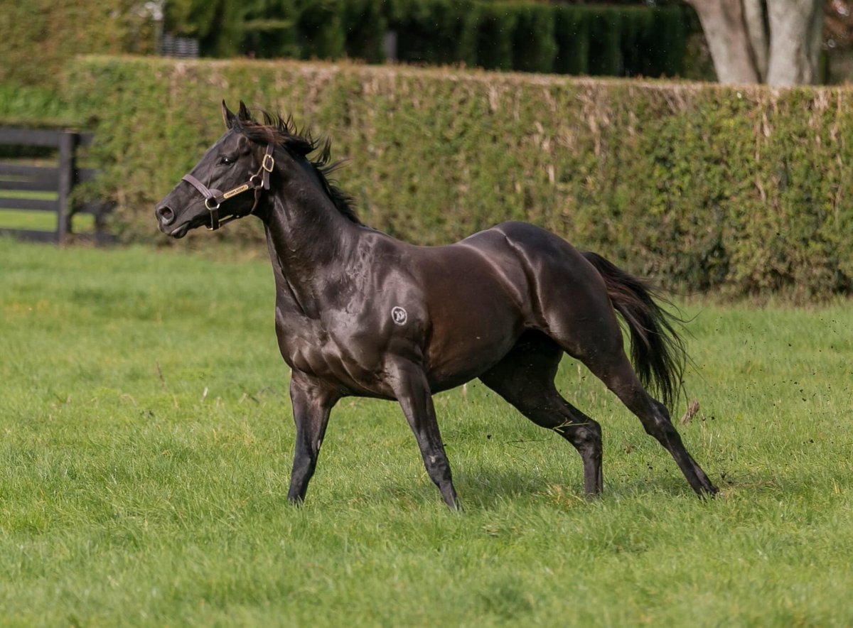 MapperleyStud's tweet image. TRIAL WINNER FOR COMPLACENT

The #Complacent 2 year-old out of the stakes performed mare Court in the Park (Thorn Park) won his first trial with a touch of class for trainers Nigel &amp;amp; Hamish Auret 

#aforcetobereckonedwith #nothingcomplacentaboutthat