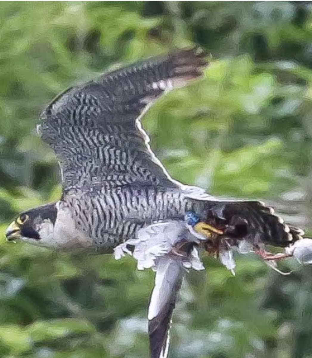 DevonPeregrines's tweet photo. Fab report of an adult with blue ring from @Devonseasafari at one of our coastal sites. Hopefully we can pin down the code and find out where this bird came from. Another great record. @eddrewitt @RapBiol 
#ringing #peregrine #study #dispersal @TorCoastCountry https://t.co/XX9NXHcEY9