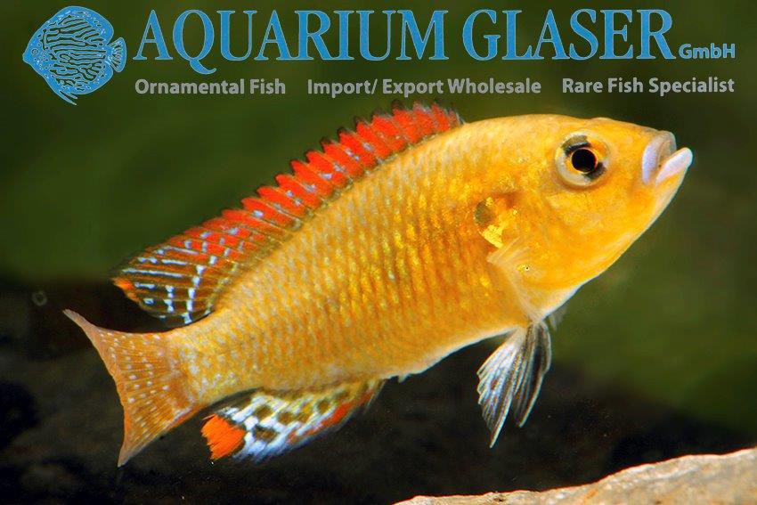 aquariumglaser's tweet photo. #Pseudocrenilabrus #multicolor #victoriae
find more details and pics @ https://t.co/kgExUnuDLM https://t.co/0geoSJoVIb
