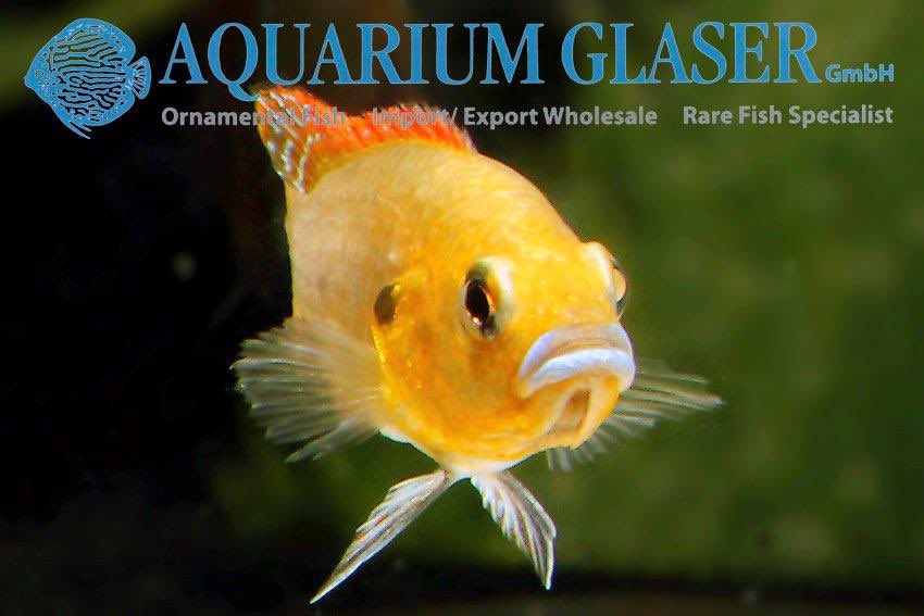 aquariumglaser's tweet photo. #Pseudocrenilabrus #multicolor #victoriae
find more details and pics @ https://t.co/kgExUnuDLM https://t.co/0geoSJoVIb