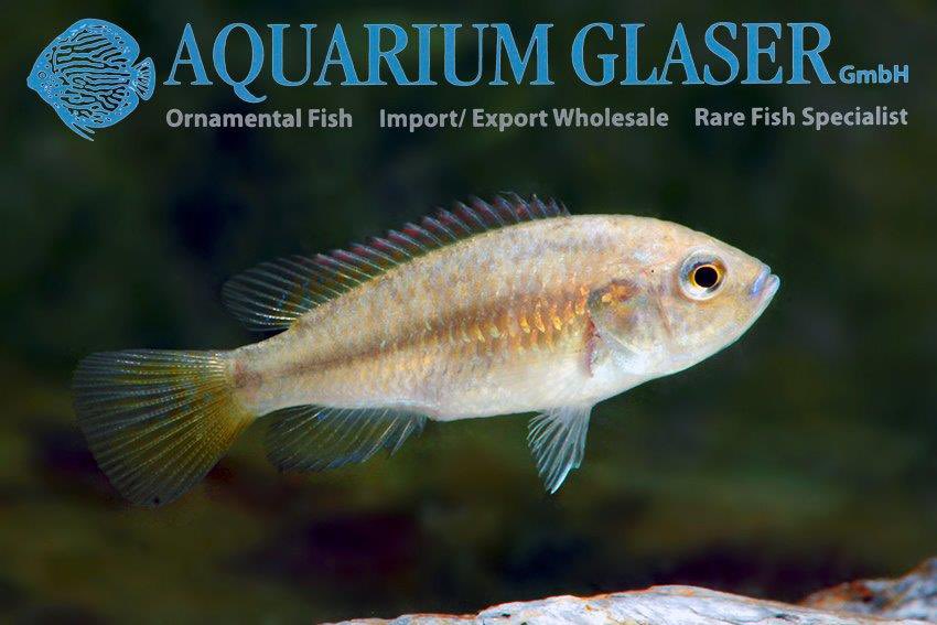 aquariumglaser's tweet photo. #Pseudocrenilabrus #multicolor #victoriae
find more details and pics @ https://t.co/kgExUnuDLM https://t.co/0geoSJoVIb