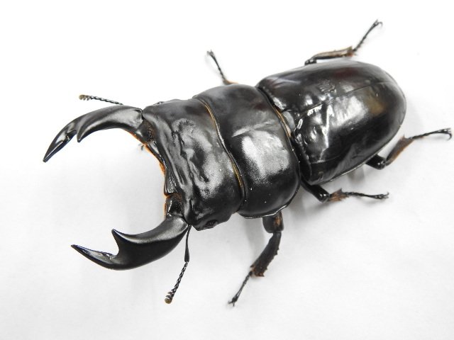 オオクワガタのtwitterイラスト検索結果 古い順