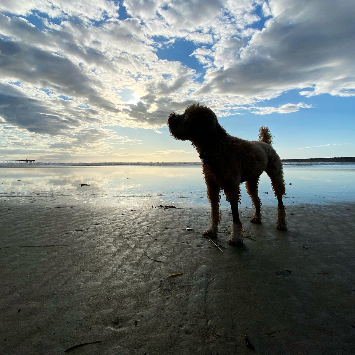 goodboyremi's tweet photo. 7/15 Remi passed in my arms, it was peaceful, he knew he is loved. He fought hard, the pain is gone, no more cancer. He can run on all the beaches. I’m so grateful he picked me. He brought so much to my life when I needed it most. He was &amp; always will be the best little boy. ❤️🌈 https://t.co/LMor9mKjca