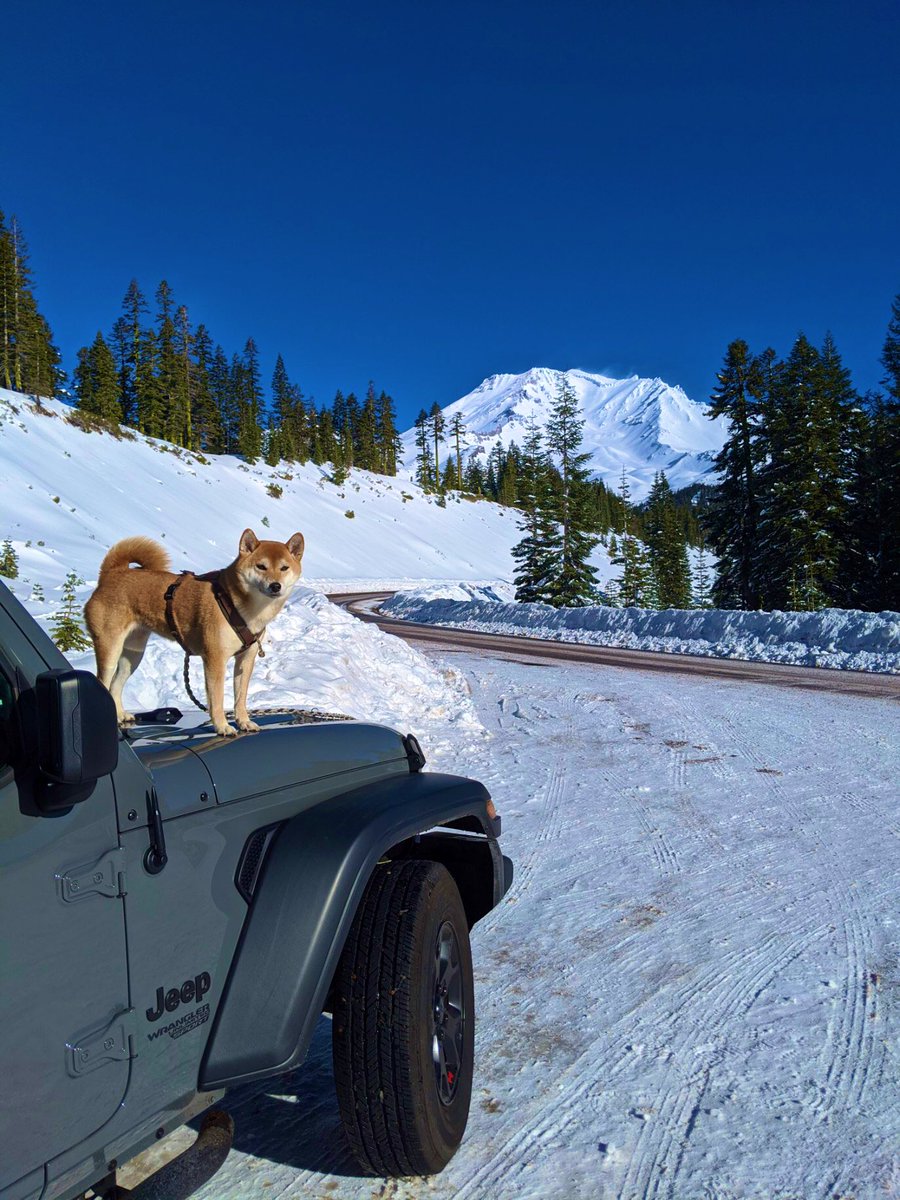 Can’t trust a president who doesn’t like dogs. Here’s to Champ and Major taking over the WH! #Dogs4Biden #dogsforbiden