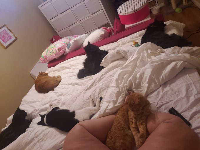 No lack of pussy in my bed https://t.co/fjNqUhuQAQ<a href="/tag/sanfrancisco"class="tags"><span>#sanfrancisco</span></a><a href="/tag/losangeles"class="tags"><span>#losangeles</span></a><a href="/tag/nyc"class="tags"><span>#nyc</span></a><a href="/tag/lasvegas"class="tags"><span>#lasvegas</span></a><a href="/tag/new"class="tags"><span>#new</span></a>