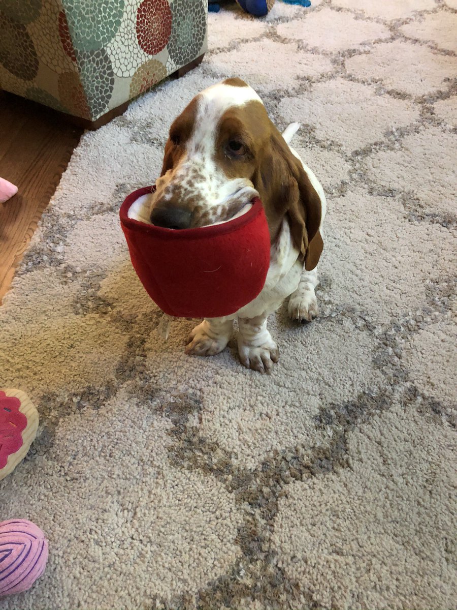 amylgraybill's tweet photo. Dolly From GA!  Moved for DE and can’t wait for Biden to be the next President of the United States #Dogs4Biden https://t.co/a01delQ41v