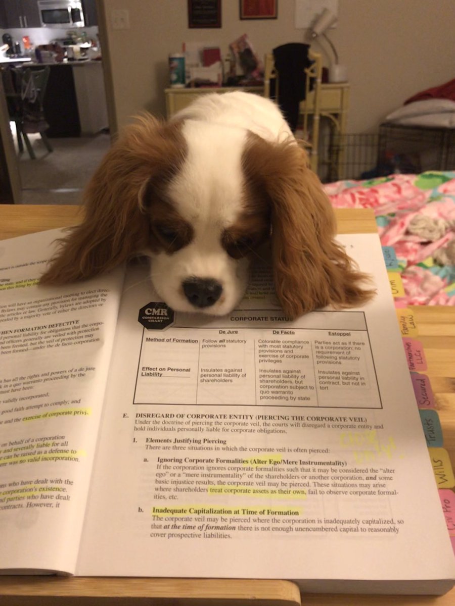 chamcollier's tweet photo. “Mom, I just don’t understand the business judgement rule.” #BARBRIpets #studybuddy @barbri https://t.co/U69YeLkjdK