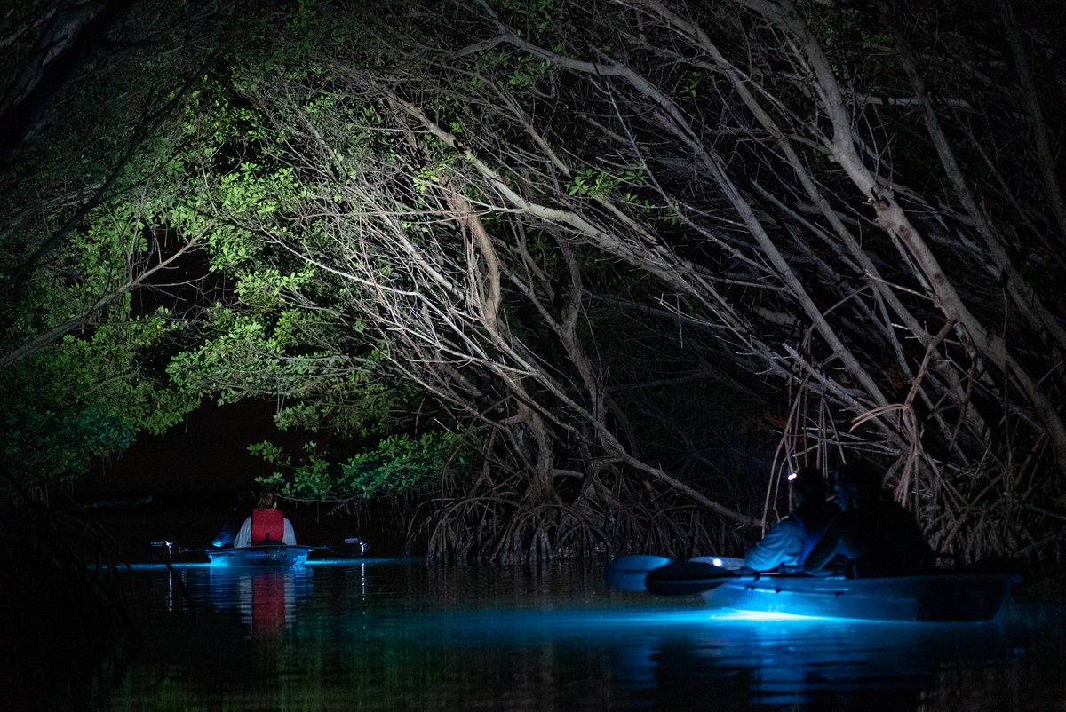 GetUpAndGoKayak's tweet photo. BEYOND excited to announce Get Up And Go Tampa Bay’s 🆕 Glow In The Dark tours! Get ready to GLOW with them starting July 27th!! 🚣🏼‍♀️💡 https://t.co/Enq9zGvPsF