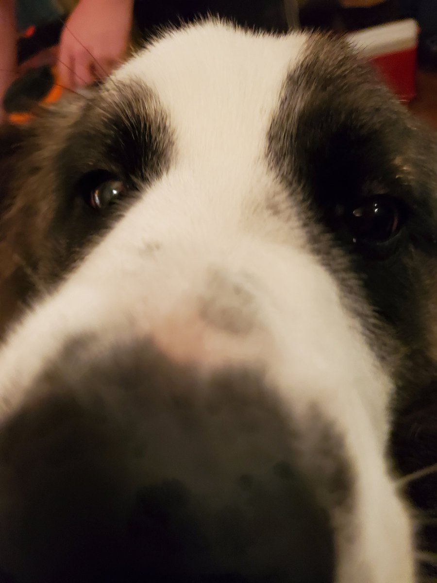 wildthang412's tweet photo. You haz snacks? https://t.co/uRB0kfVgWN
