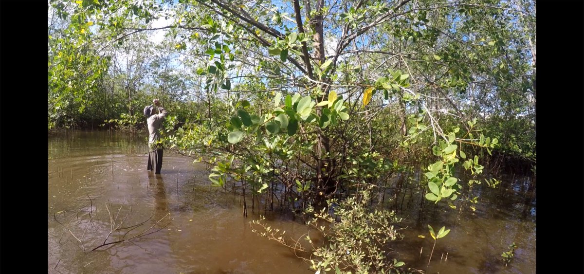 DirektoratP4K's tweet photo. #SahabatBahari
Kali kita menuju ke Kab.Pesisir Selatan dan Kab Pasaman Barat untuk survey lokasi penanaman mangrove. Kasubdit Restorasi bpk @HeryGDaulay ikut terjun langsung ke lapangan bersama @bpsplpadang .
#SemangatTim πͺ https://t.co/OLJdHgUlEM