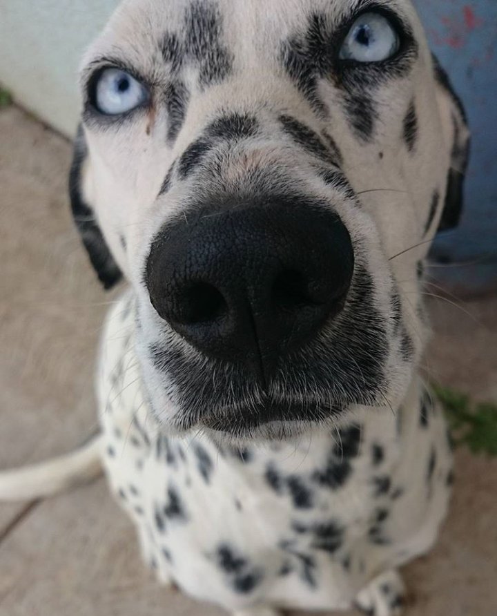 AmyLogo's tweet photo. Mi lomito // Su nombre https://t.co/kKte1f1IuO