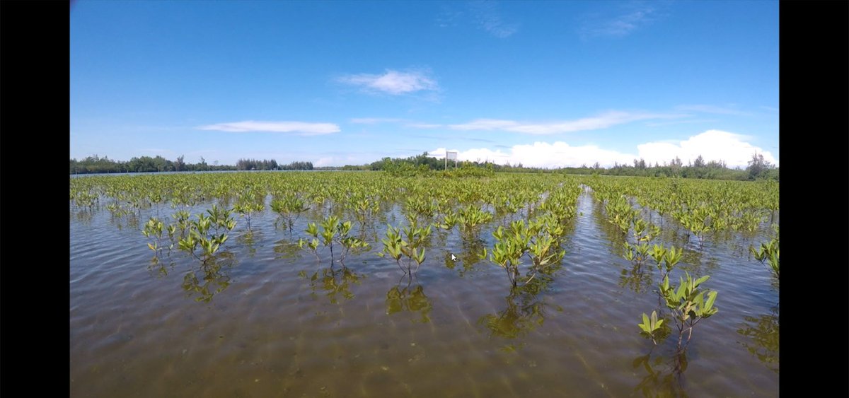 DirektoratP4K's tweet photo. #SahabatBahari
Kali kita menuju ke Kab.Pesisir Selatan dan Kab Pasaman Barat untuk survey lokasi penanaman mangrove. Kasubdit Restorasi bpk @HeryGDaulay ikut terjun langsung ke lapangan bersama @bpsplpadang .
#SemangatTim πͺ https://t.co/OLJdHgUlEM