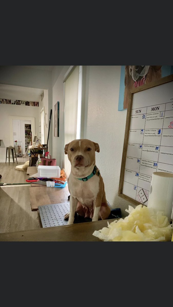 TakePawsRescue's tweet photo. Fauna, waiting for pets πΎ #StrayCafe #TakePaws
#Rescuedogs #neworleans #louisiana #fosteringsaveslives #adoptdontshop #excusethemess https://t.co/wKbmwLICeQ