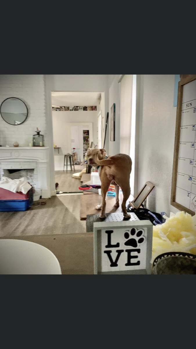 TakePawsRescue's tweet photo. Fauna, waiting for pets πΎ #StrayCafe #TakePaws
#Rescuedogs #neworleans #louisiana #fosteringsaveslives #adoptdontshop #excusethemess https://t.co/wKbmwLICeQ