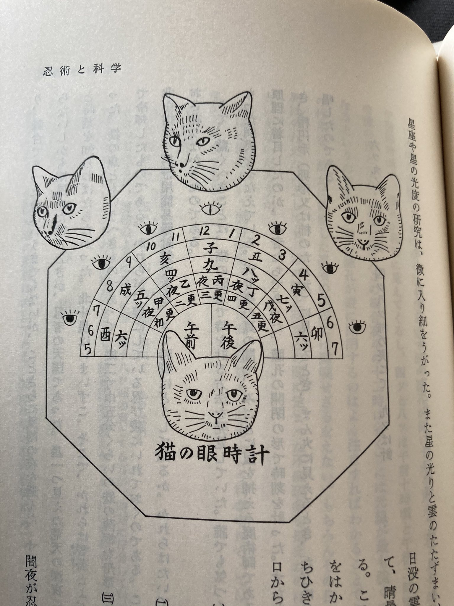 ボーナム 忍者 かつて猫の目の形で時刻を確認していたの可愛すぎる