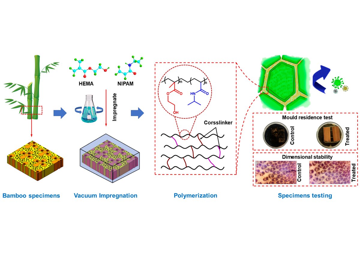 Polymers_MDPI's tweet photo. #polymers 
"Improved Dimensional Stability and Mold Resistance of #Bamboo via In Situ Growth of Poly(#Hydroxyethyl #Methacrylate-N-Isopropyl #Acrylamide)"
https://t.co/BAQRh0KCzk https://t.co/sh278ANJHN