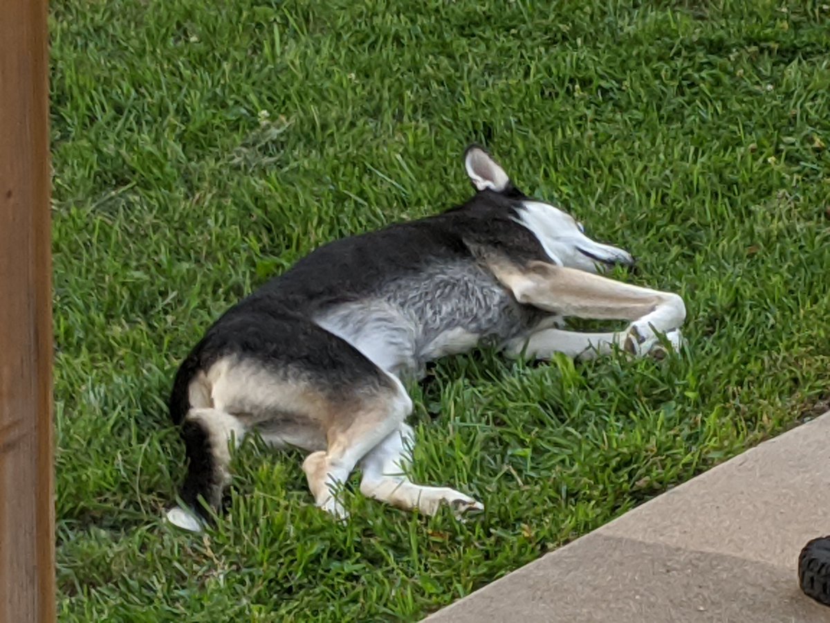 riverthepuppy's tweet photo. Why don't humans sleep outside more often? It's really nice. https://t.co/DducuB8ZCe