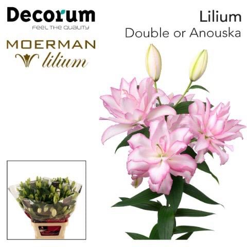 Vanaf vandaag klein programma hele zware 5+ Anouska aan de klok <a href="/VermeulenGerard/">Klok 1 Naaldwijk</a> <a href="/Luushooyman/">@Luus RFH (klok)</a>  paar weken beschikbaar Naaldwijk en Aalsmeer !