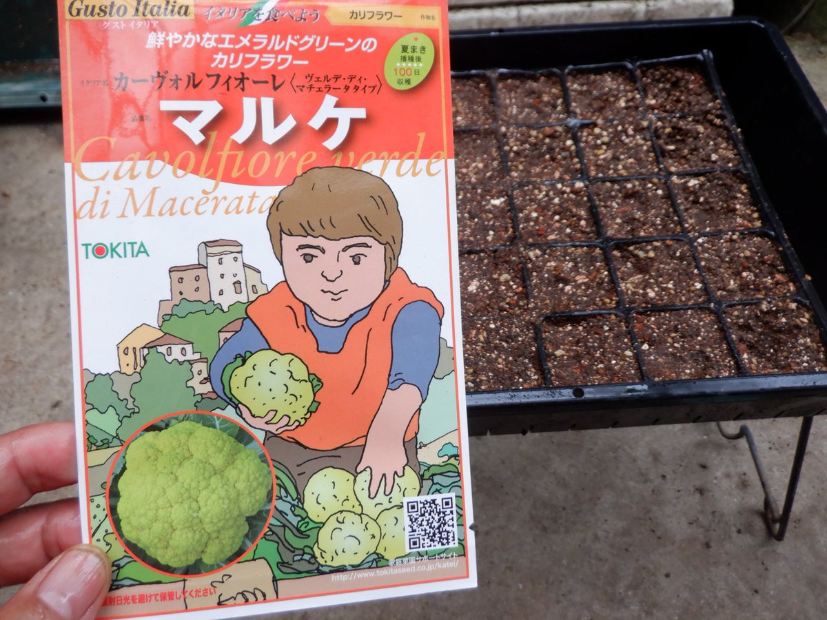 うさ 7 17 そろそろカリブロ類を蒔かなきゃで お気に入りのカリフローレを蒔きました 今年は緑色のカリフラワー マルケ にも挑戦です ブロッコリーはすぐ花蕾が膨らんで花が咲いてしまうことに嫌気がさしていて 最近は 保存性に優れるカリフラワー系