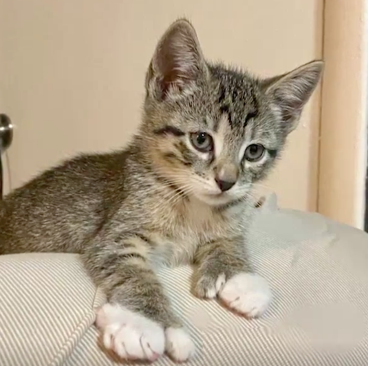 BroadwayBarks's tweet photo. These four adorable animals featured on Broadway Barks Across America — plus, many more — are all waiting to find their furever homes. If you are hoping to adopt, visit https://t.co/Tonf8U4wYc! https://t.co/eJxJlKzZ0O