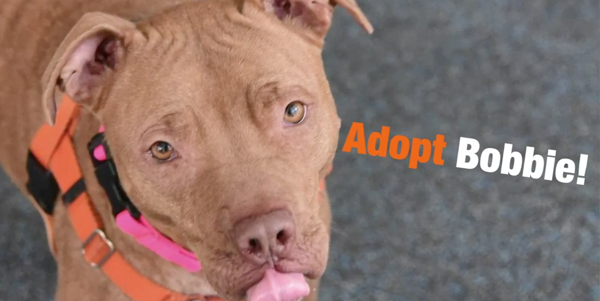 BroadwayBarks's tweet photo. These four adorable animals featured on Broadway Barks Across America — plus, many more — are all waiting to find their furever homes. If you are hoping to adopt, visit https://t.co/Tonf8U4wYc! https://t.co/eJxJlKzZ0O