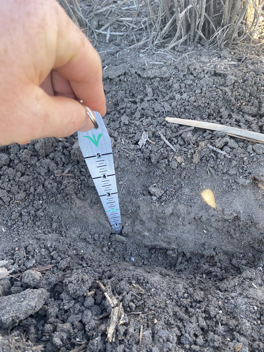 Some may still be planting winter crop. Not here at Warra summer crop 2020 is going in the ground. @PacificSeeds 606IT corn is the choice. What are your thoughts? To early, just right. We’ll see how it goes.