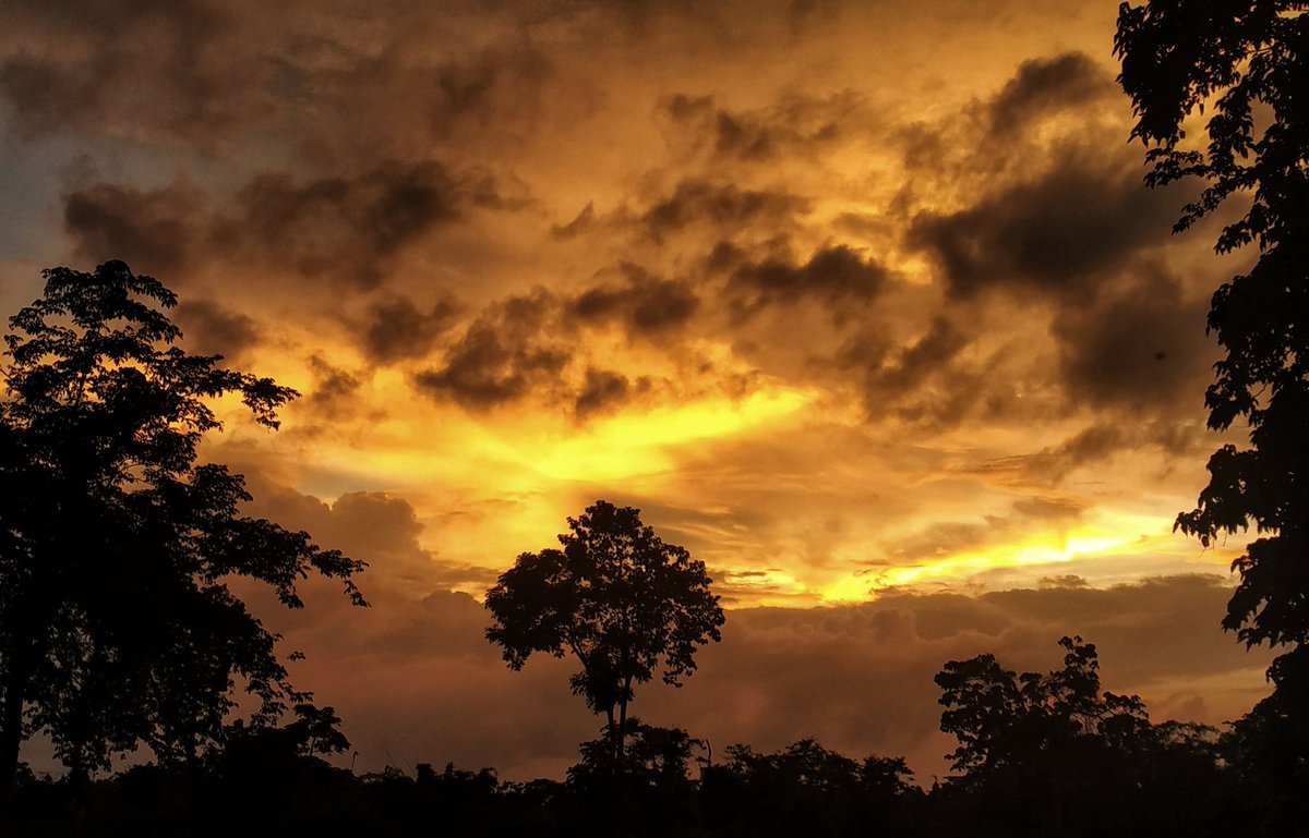 It was June, and the world smelled of roses. The sunshine was like powdered gold over the grassy hillside... #sunofnortheast #sunrise  #sunsetphotography  #goldenhour #nature  #NaturePhotography #natgeotravel  #natgeoyourshot  #assam  #everydayNEIndia