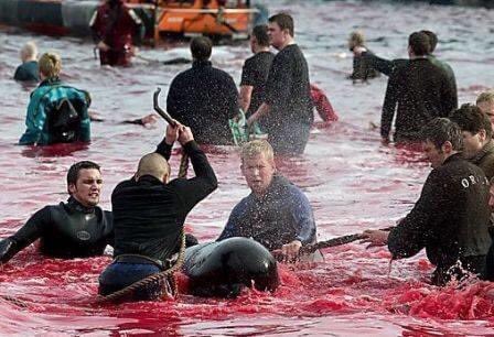 BiologistDan's tweet photo. Last night 252 pilot whales were killed, by hand, on the #FaroeIslands. Year after year, the slaughter continues. RT. Show the world. https://t.co/GZoCy3a6Tn