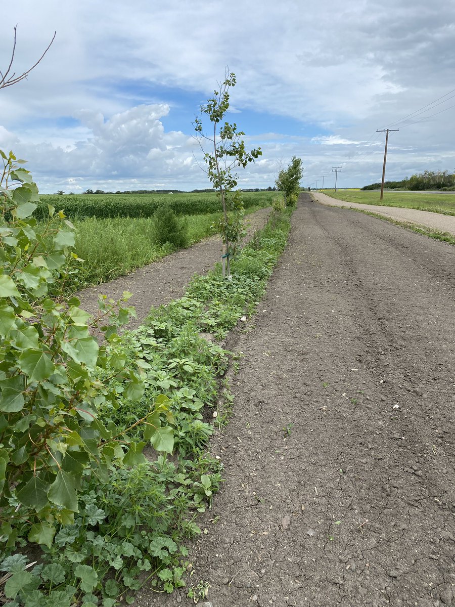 WatrousR's tweet photo. Watrous Rotary Trail 2 - Update! https://t.co/RD251FJMCN
