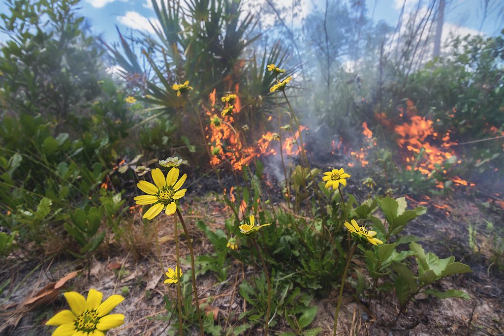 Pine Lily newsletter is in, check it out!: pinelily.fnpschapters.org/data/uploads/n…. Photo by dannygoodding.com.
