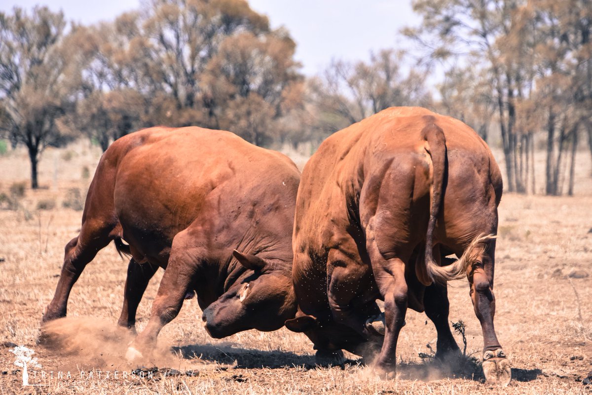 QldRolleston's tweet photo. The Bullfight on canvas, 84cm x 59cm (33 inch x 23 1/4 inch) for sale $350. Trina Patterson Photography on Insta, facey or 0428843242 #buyfromthebush #beef #santagertrudis https://t.co/RD8TkY6IRZ