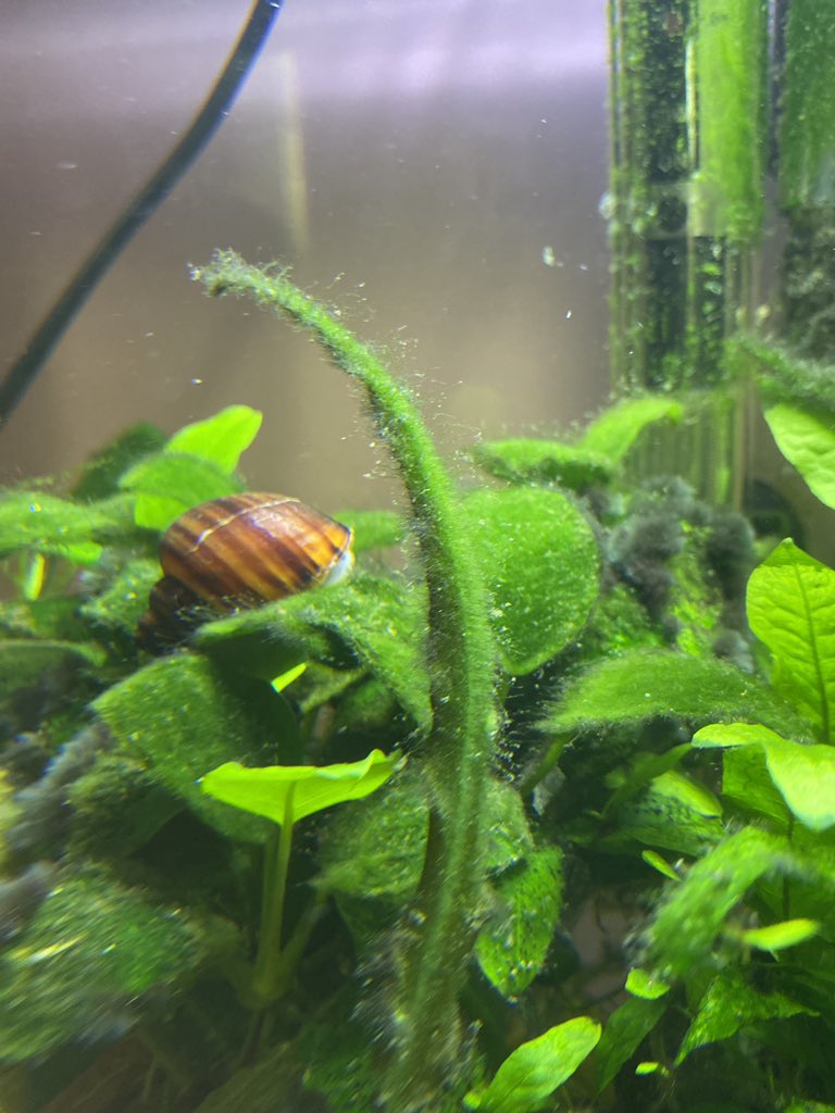 greendayluna's tweet photo. @EatLiquidGold Here’s my pet snail, he has a shell and he needs a name #OneShellOfAPromo also my middle name has shell in it :) https://t.co/5ltmPHBJO2