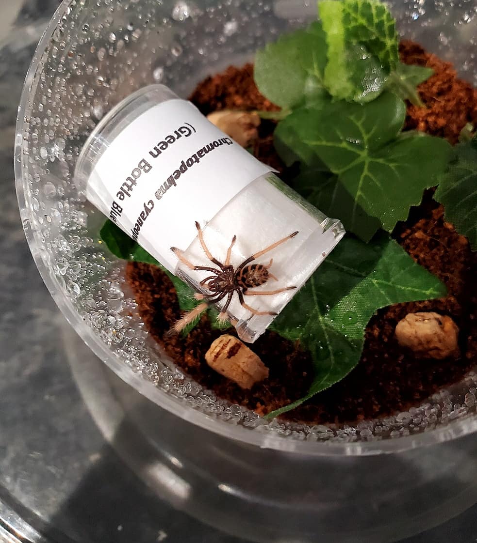 27walto's tweet photo. Content Warning: Tarantulas

I found another baby picture of Marqueue the GBB 😭🥰

#tarantulas #tarantula #spider #spiders #arachnid #exoticpets #GBB #greenbottleblue #chromatopelma https://t.co/1QIgYRXgiO