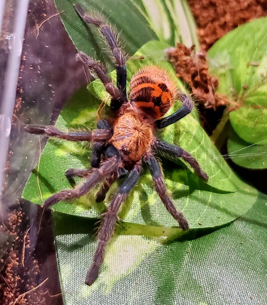 27walto's tweet photo. Content Warning: Tarantulas

I found another baby picture of Marqueue the GBB 😭🥰

#tarantulas #tarantula #spider #spiders #arachnid #exoticpets #GBB #greenbottleblue #chromatopelma https://t.co/1QIgYRXgiO