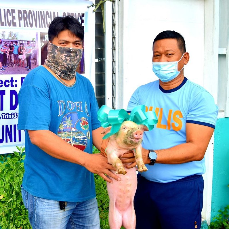 pro13caraga's tweet photo. Amid Covid-19 crisis, SDNPPO continues to spread help through Project: "Baktin" (Piglet Dispersal) @DIPOEM1 @pro2_pnp @PCADG_PNP https://t.co/I0tM8c1A3k