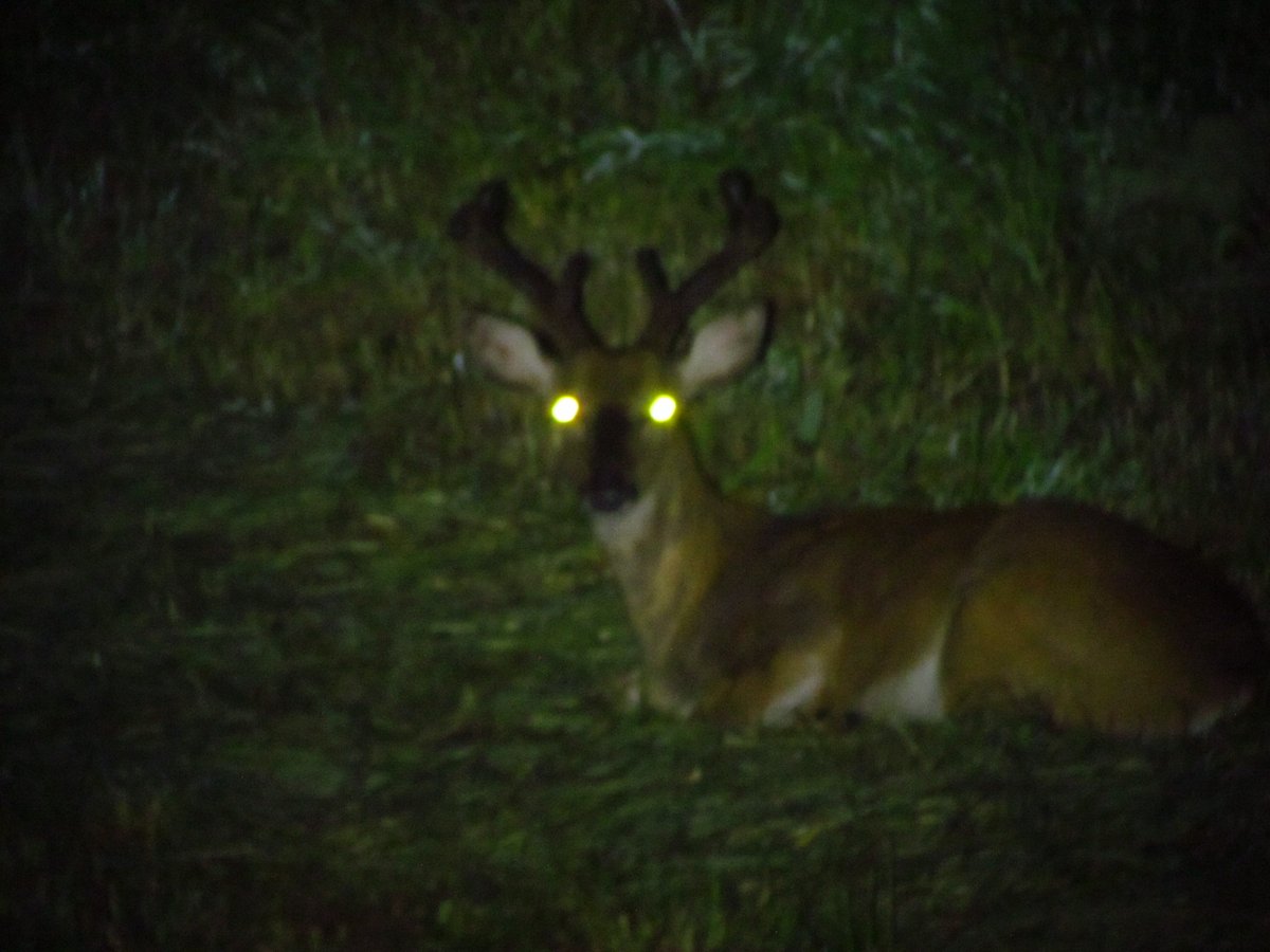 ThemMain's tweet photo. ever wonder whats in your back yard at night? well this guy lives in are back yard, pic was taken 15 yards off the back porch! https://t.co/7PsusfCeVM