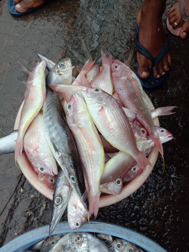 Vrutti_Catalyst's tweet photo. In recent years fishvendors serious competition&amp;challenges leading to decline of their livelihoods&amp; incomes.#Vrutti is looking at ways to help the #womefishvendor improve their competitiveness.This is being explored to facilitate fish from vizag to Mumbai to improve their income https://t.co/gKtup4FXNb