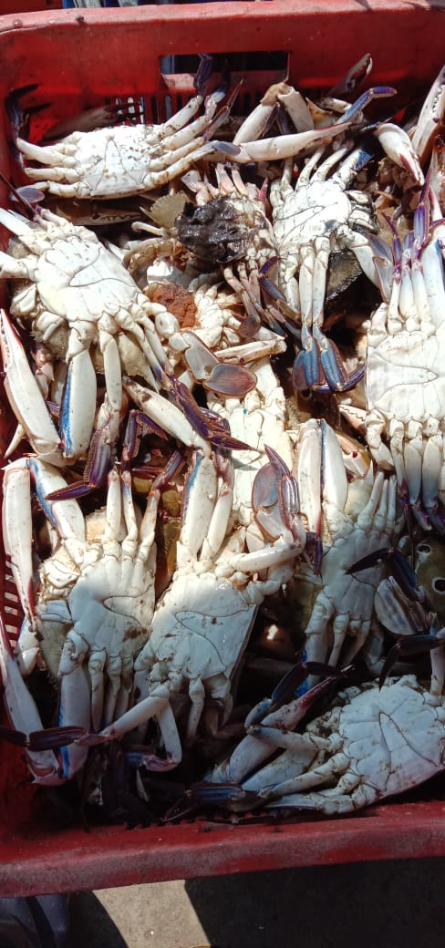 Vrutti_Catalyst's tweet photo. In recent years fishvendors serious competition&amp;challenges leading to decline of their livelihoods&amp; incomes.#Vrutti is looking at ways to help the #womefishvendor improve their competitiveness.This is being explored to facilitate fish from vizag to Mumbai to improve their income https://t.co/gKtup4FXNb