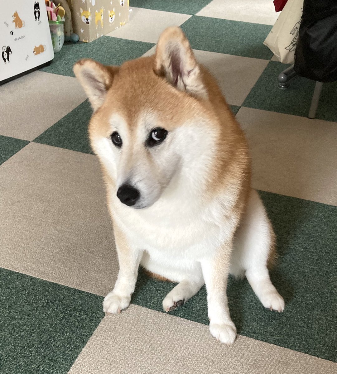 クオッカ まるさんこんにちは 犬の白目 上目遣い って可愛いですね 本当に人間が入っているように感じます ちなみにどんな嘘ですか もしかして おやつですか