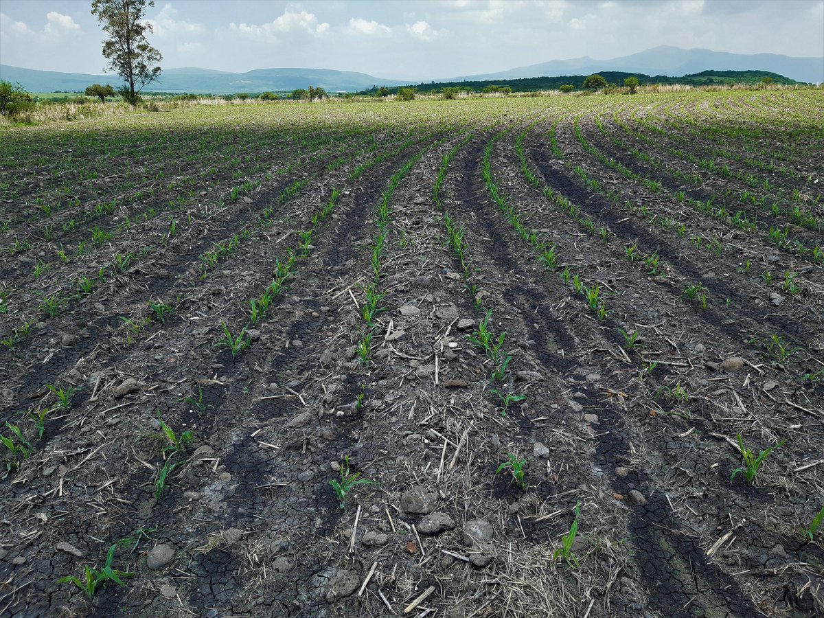 Maniibanez's tweet photo. Ser agente de cambio en la agricultura es un trabajo arduo y con alto grado de frustración, pero cuando haces recorridos de campo y observas la adopción de tecnologías propuestas, es muy gratificante. La Calera, Salvatierra. Maíz, frijol, sorgo. Felicidades @VAVELJO @MasAgroGto https://t.co/kTSdiDHdWM