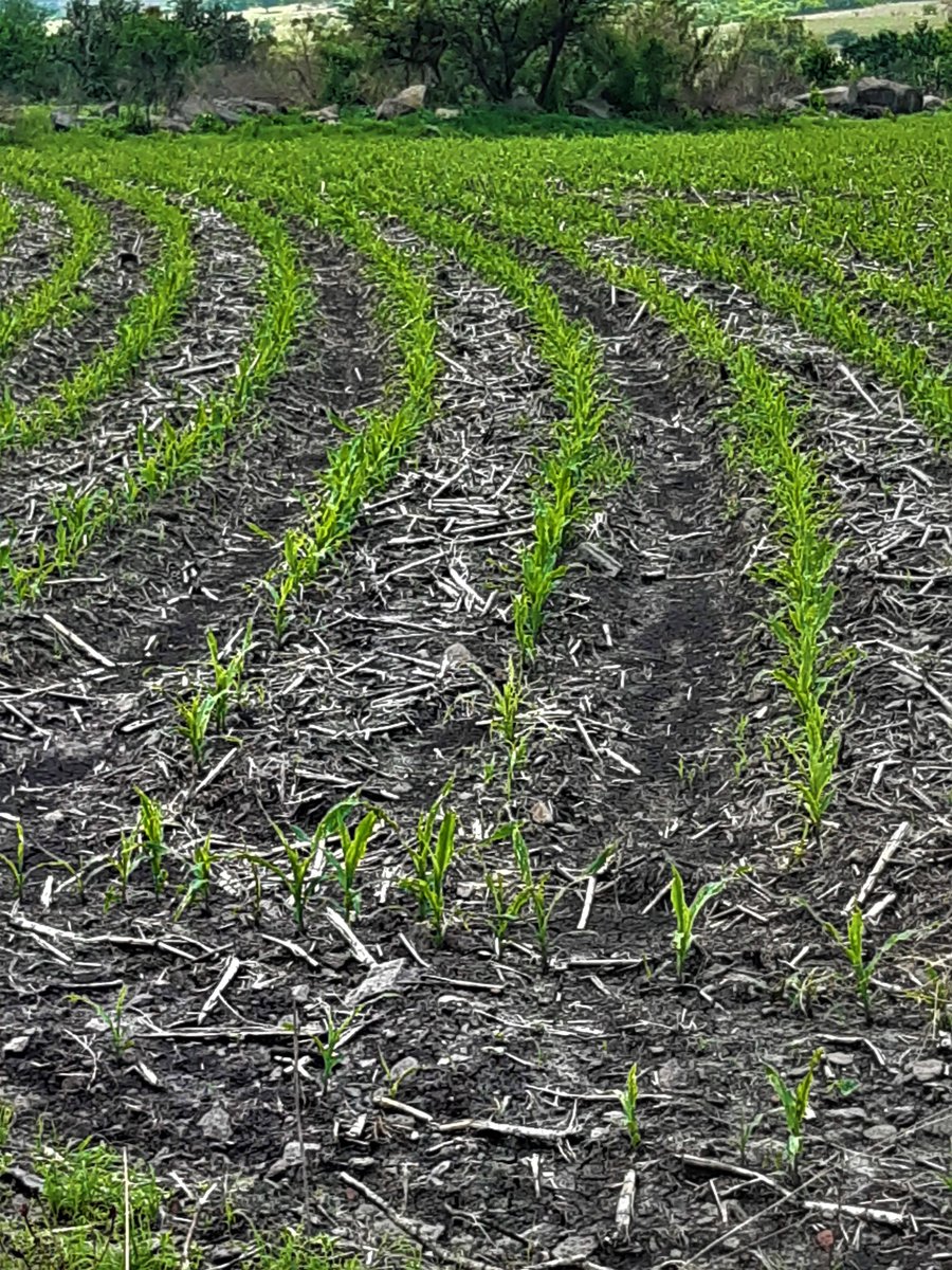 Maniibanez's tweet photo. Ser agente de cambio en la agricultura es un trabajo arduo y con alto grado de frustración, pero cuando haces recorridos de campo y observas la adopción de tecnologías propuestas, es muy gratificante. La Calera, Salvatierra. Maíz, frijol, sorgo. Felicidades @VAVELJO @MasAgroGto https://t.co/kTSdiDHdWM