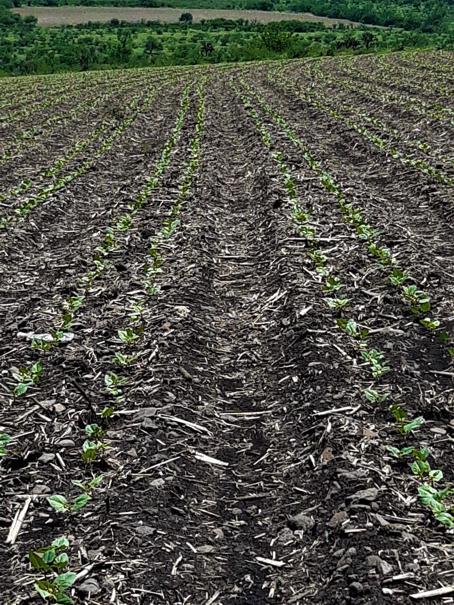 Ser agente de cambio en la agricultura es un trabajo arduo y con alto grado de frustración, pero cuando haces recorridos de campo y observas la adopción de tecnologías propuestas, es muy gratificante. La Calera, Salvatierra. Maíz, frijol, sorgo. Felicidades @VAVELJO <a href="/MasAgroGto/">MasAgro Guanajuato</a>